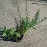 2 Lineria purpurea + 1 chocolate mint + 1 lemon balm in a pot Image 2