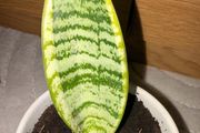 Snake Plant with printed Pot (including Pot)