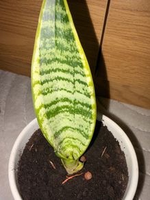 Snake Plant with printed Pot (including Pot)