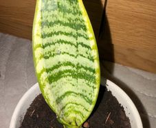 Snake Plant with printed Pot (including Pot)