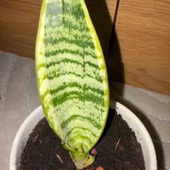 Snake Plant with printed Pot (including Pot)