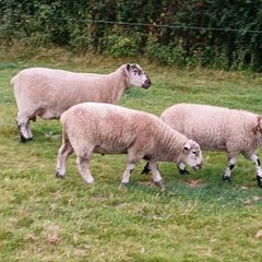 Hardy cross breed ewes for sale....280 Euros