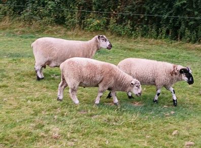 Hardy cross breed ewes for sale....280 Euros