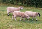 Hardy cross breed ewes for sale....280 Euros..