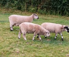 Hardy cross breed ewes for sale....280 Euros..