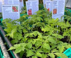 Outdoor tomato plants (different varities for garden, patio, container, hanging baskets)