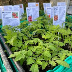 Tomato Plants (over 20+ different varieties for polytunnel, outdoor, pots, containers)