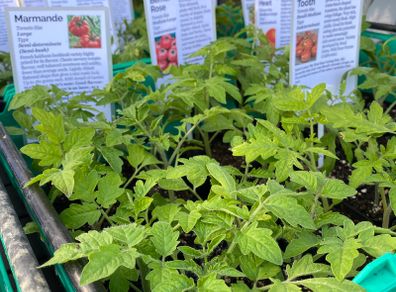 Tomato Plants (over 20+ different varieties for polytunnel, outdoor, pots, containers)