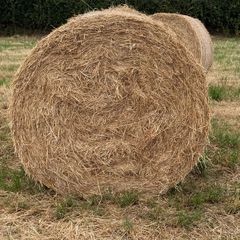 20 Round Bales of Hay