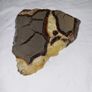 Slice of turtle back agate Image 4