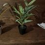 Artificial House Plants Image 5