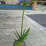 Blue Agapanthus 2ft tall in 3 Liter pot Image 2