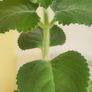 Cuban oregano, Indian borage, Indian mint, Mexican mint, Mexican oregano, and Spanish thyme (Plectranthus amboinicus). Medicinal herb. Image 3