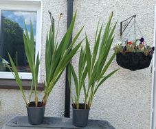 2 Lucifer Plants