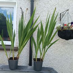 2 Lucifer Plants
