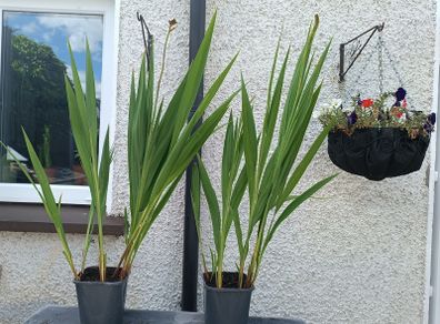 2 Lucifer Plants