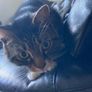 2 Male Cats Image 2