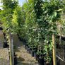 Trees and hedging Image 8