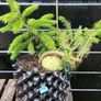 Bonsai spruce trees Image 4