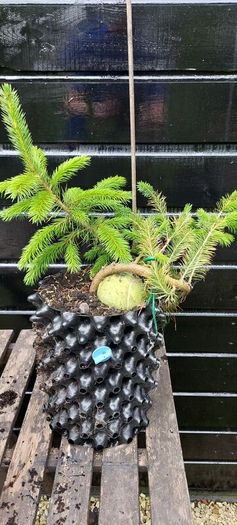 Bonsai spruce trees