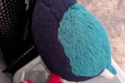 Takahe bird plush toy - soft toy