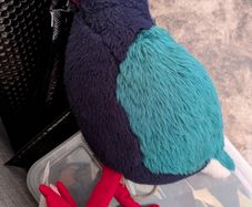 Takahe bird plush toy - soft toy
