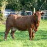 Roscommon mart SPRINGER sale Image 7