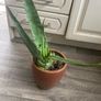 Aloe Vera plant with pot Image 2