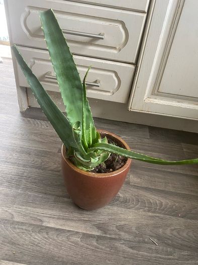 Aloe Vera plant with pot