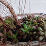 Aeonium haworthii Kiwi'  bonsai succulent tree in the vintage  ceramic bowl Image 7