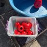 Dog Training Crate ,Bed and 8 Feeding Kongs Image 2