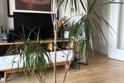 Large Dracaena Marginata / Dragon Tree in decorative pot 145cm height