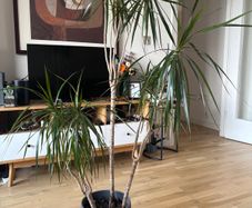 Large Dracaena Marginata / Dragon Tree in decorative pot 145cm height