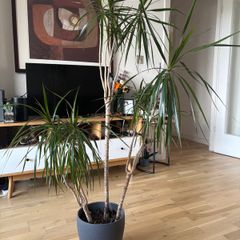 Large Dracaena Marginata / Dragon Tree in decorative pot 145cm height