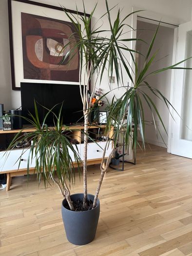 Large Dracaena Marginata / Dragon Tree in decorative pot 145cm height