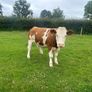 Cattle Image 7