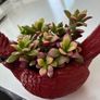 plant Image 2