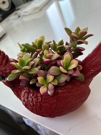 plant