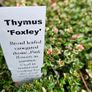 Herbs, Lavender, Strawberry Plants Image 8
