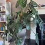 monstera plant BIG Image 4