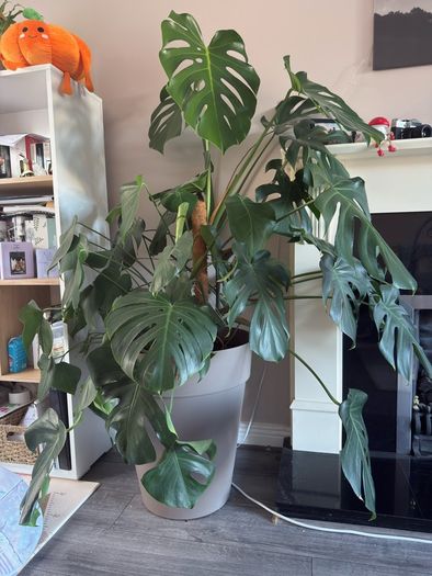 monstera plant BIG