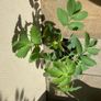 Melianthus Major Image 3