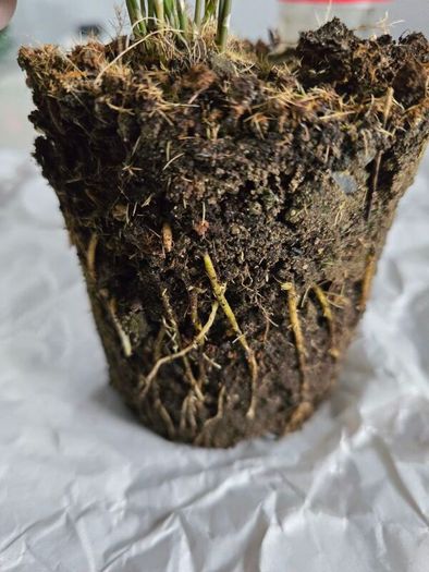 Home indoor plants