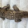 Schleich Alligator Crocodile Moveable Jaw D-73527 Used Please see photos Image 5