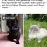 cat missing reward offered Image 2