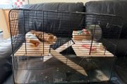 Hamster cage
