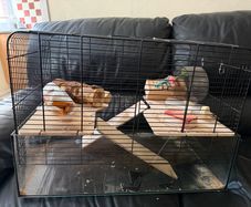 Hamster cage
