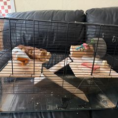 Hamster cage