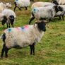 Organic Sheep Image 2