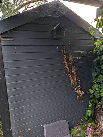 Pressure Treated Garden Shed